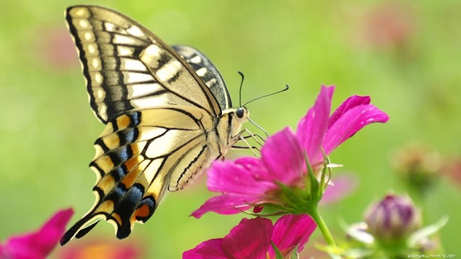 Tùy thuộc vào màu sắc bướm bay vào nhà mang một điềm báo khác nhau 