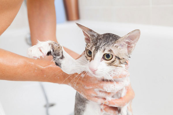 Nên tắm cho mèo 2 tuần một lần