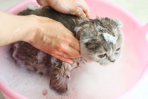 Dùng sữa tắm để tắm cho mèo