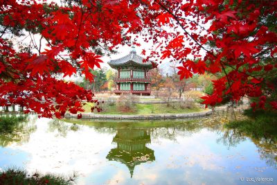 Rừng lá phong đỏ mùa thu ở Hàn 