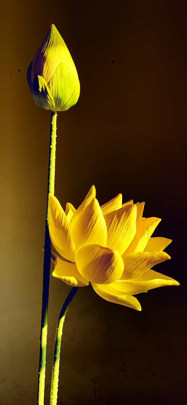 Hoa sen vàng phong thủy mang lại sức mạnh và tài lộc cho chủ nhân của nó. Hãy khám phá ảnh đẹp và lạ mắt này để có thêm niềm tin và hy vọng. 